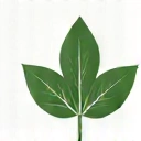 Representación de una hoja verde y un elemento natural, simbolizando naturalidad y pureza.