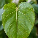Hoja verde simbolizando naturalidad
